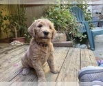 Small Photo #1 Goldendoodle Puppy For Sale in CASTRO VALLEY, CA, USA
