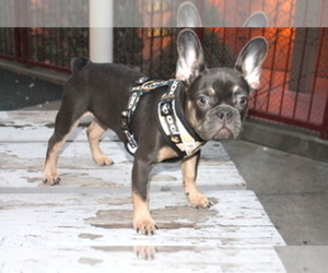 French Bulldog Puppy for sale in SAN FRANCISCO, CA, USA