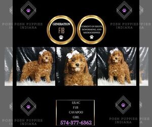 Cavapoo Puppy for sale in WARSAW, IN, USA