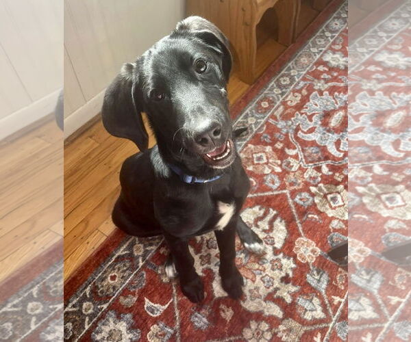 Medium Photo #1 Labrador Retriever-Unknown Mix Puppy For Sale in Mount Laurel, NJ, USA