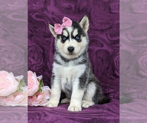 Siberian Husky Puppy for sale in QUARRYVILLE, PA, USA