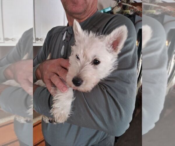 Medium Photo #2 Scottish Terrier Puppy For Sale in WHITEWOOD, SD, USA