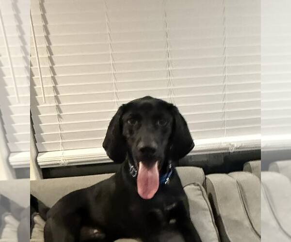 Medium Photo #2 Labrador Retriever-Unknown Mix Puppy For Sale in Woodbury, NY, USA