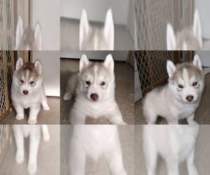 Siberian Husky Puppy for sale in KENNEWICK, WA, USA