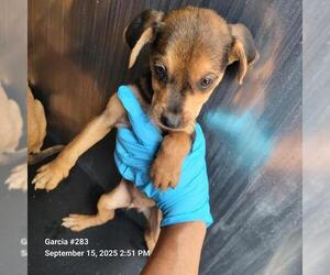 Mutt Dogs for adoption in San Antonio, TX, USA