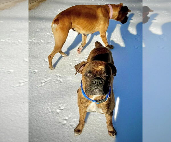 Medium Photo #1 Boxer Puppy For Sale in Dumont, NJ, USA