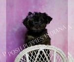Small Photo #7 Yorkipoo Puppy For Sale in WARSAW, IN, USA