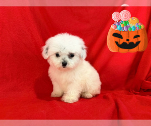 Maltese-Maltipoo (Miniature) Mix Puppy for sale in SAN FRANCISCO, CA, USA