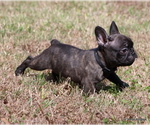 Small #8 French Bulldog