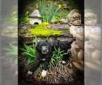 Small Photo #1 Goldendoodle Puppy For Sale in VONORE, TN, USA
