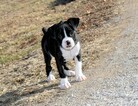 Small Photo #27 Boxer Puppy For Sale in CHILHOWEE, MO, USA