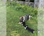 Small #14 Pembroke Welsh Corgi