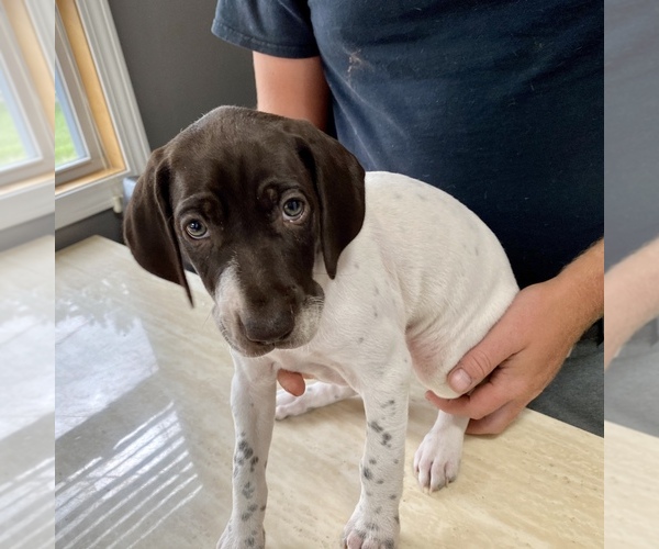 Medium Photo #3 German Shorthaired Pointer Puppy For Sale in COLUMBIA STA, OH, USA