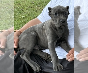 Cane Corso Puppy for Sale in ANDERSON, Indiana USA
