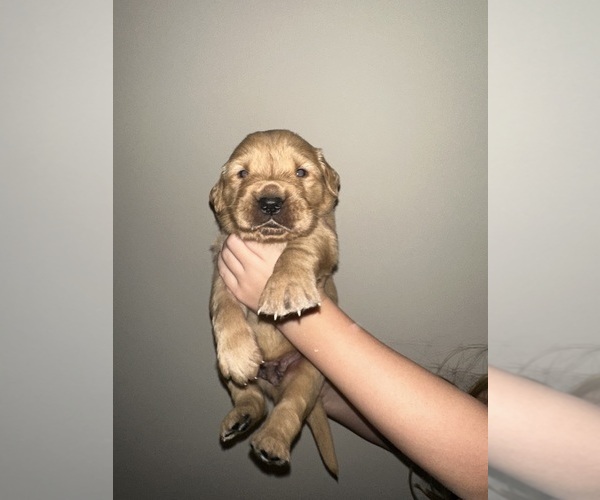 Medium Photo #1 Golden Retriever Puppy For Sale in CONCORD, VA, USA