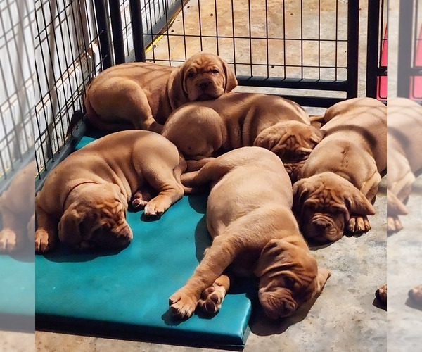 Medium Photo #11 Dogue de Bordeaux Puppy For Sale in MONROE, GA, USA