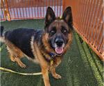 Small German Shepherd Dog Mix