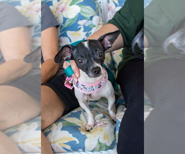 Medium Photo #2 Chihuahua-Unknown Mix Puppy For Sale in Mundelein, IL, USA