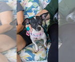Small #1 Chihuahua Mix