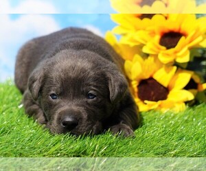 Labrador Retriever Puppy for sale in FREDERICKSBG, OH, USA
