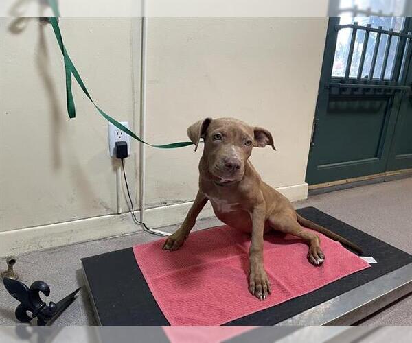 Medium Photo #1 American Pit Bull Terrier-Unknown Mix Puppy For Sale in Pasadena, CA, USA