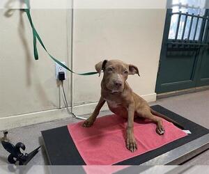 American Pit Bull Terrier-Unknown Mix Dogs for adoption in Pasadena, CA, USA
