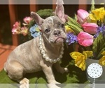 Puppy Cleo French Bulldog