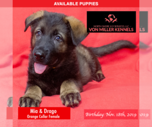 German Shepherd Dog Puppy for sale in LONG GROVE, IL, USA