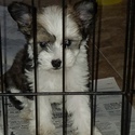 Small Photo #1 Chinese Crested Puppy For Sale in MAGNOLIA, TX, USA