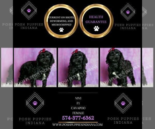 Medium Photo #75 Cavapoo (Miniature) Puppy For Sale in WARSAW, IN, USA