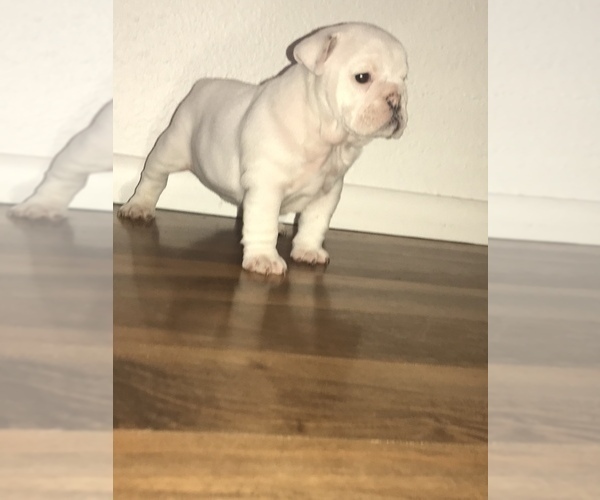 Medium Photo #20 Bulldog Puppy For Sale in CHANDLER, AZ, USA