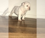 Small Photo #20 Bulldog Puppy For Sale in CHANDLER, AZ, USA