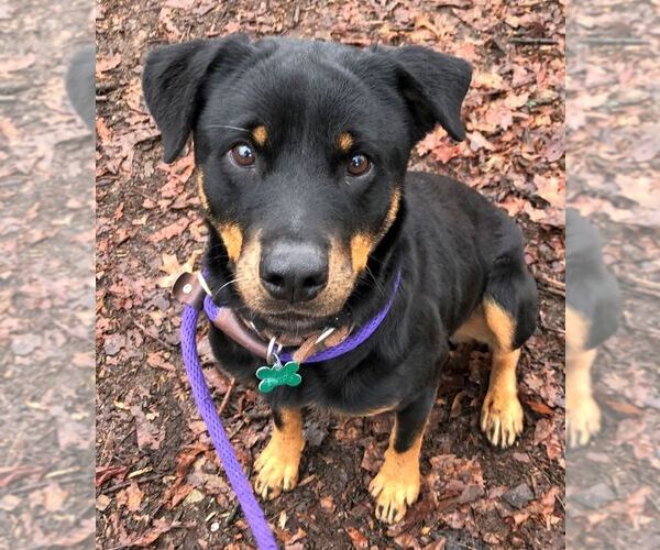Medium Photo #13 Rottweiler Puppy For Sale in Rockaway, NJ, USA
