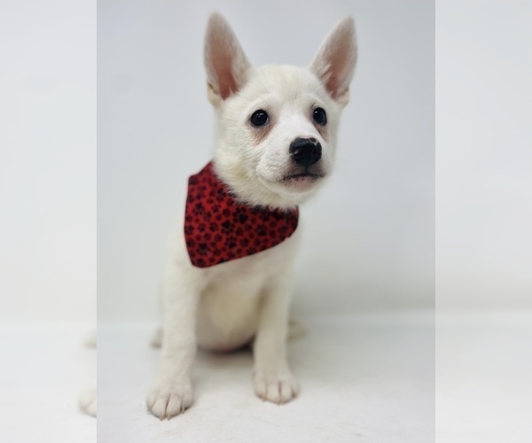 Medium Photo #3 Imo-Inu Puppy For Sale in MONCLOVA, OH, USA