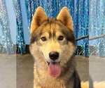 Small Photo #4 Siberian Husky Puppy For Sale in Severn, MD, USA