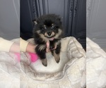 Puppy Puppy 3 Pomeranian