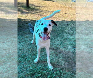 Lena - Female Labmatian Dog for Adoption - Photo #8