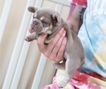 Small Photo #2 French Bulldog Puppy For Sale in GREENPORT, NY, USA
