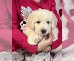 Small Photo #1 Miniature Labradoodle Puppy For Sale in BRIDGETON, MO, USA