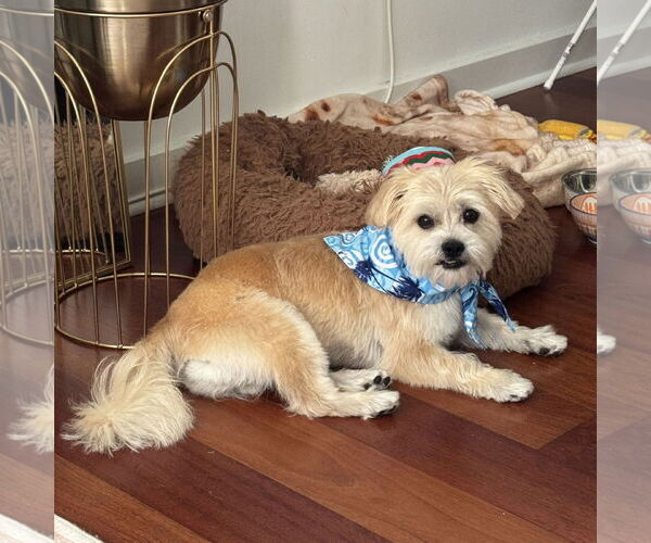 Medium Photo #9 Mutt Puppy For Sale in Philadelphia, PA, USA
