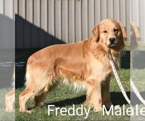 Father of the Golden Retriever puppies born on 04/27/2025
