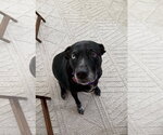 Small #1 Mutt