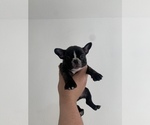 Small Photo #2 French Bulldog Puppy For Sale in SAN DIEGO, CA, USA