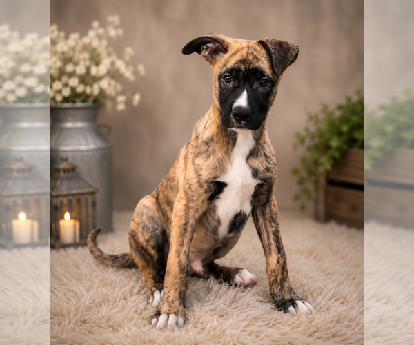 Medium Photo #3 German Shepherd Dog-Unknown Mix Puppy For Sale in Mooresville, NC, USA