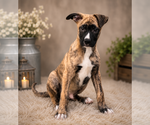 Small #2 German Shepherd Dog Mix
