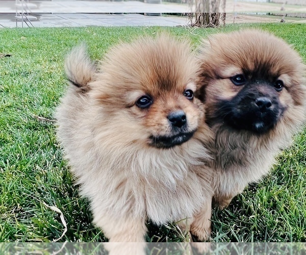 Medium Photo #1 Pomeranian-Pomeranian Mix Puppy For Sale in BANNING, CA, USA