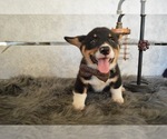 Small #4 Pembroke Welsh Corgi