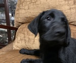 Small #2 Labrador Retriever