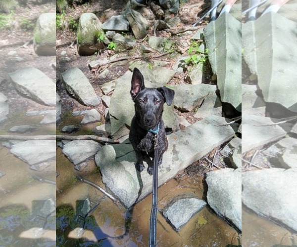 Medium Photo #2 Mutt Puppy For Sale in Pottstown, PA, USA