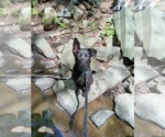 Small #1 Mutt